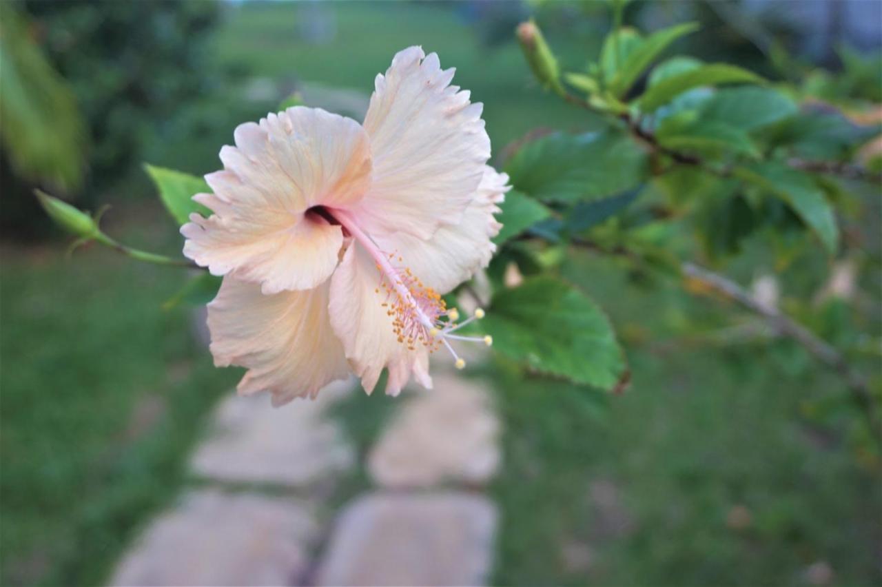 Lanka Beach Boutique Bungalows & Grand Villa Tangalle Luaran gambar